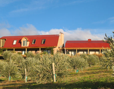 Olive Oil