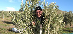 Olive Oil